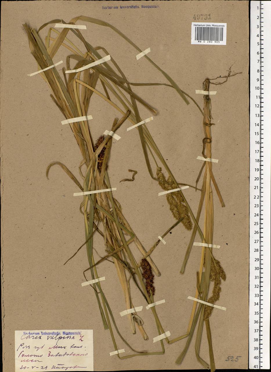 Carex vulpina L., Eastern Europe, Central region (E4) (Russia)