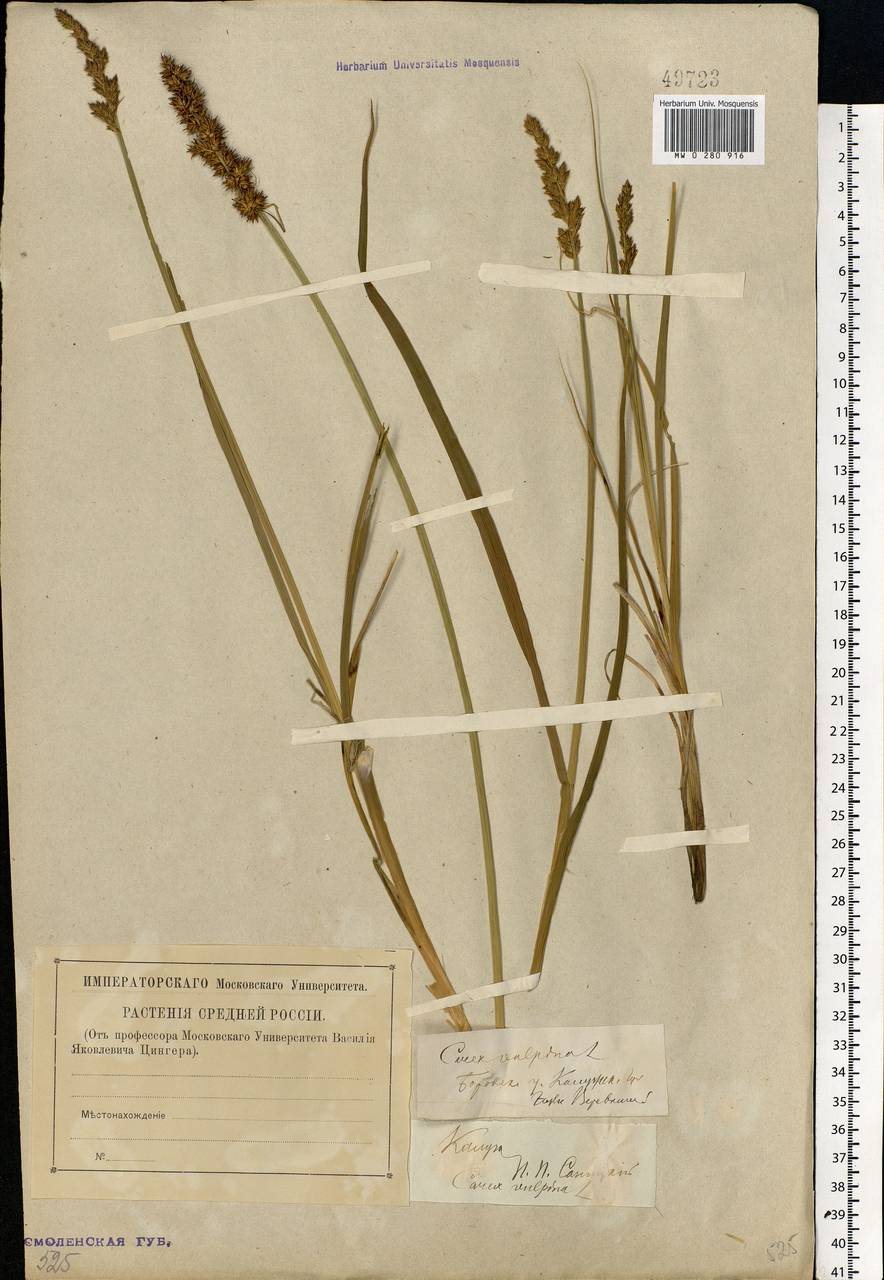 Carex vulpina L., Eastern Europe, Central region (E4) (Russia)