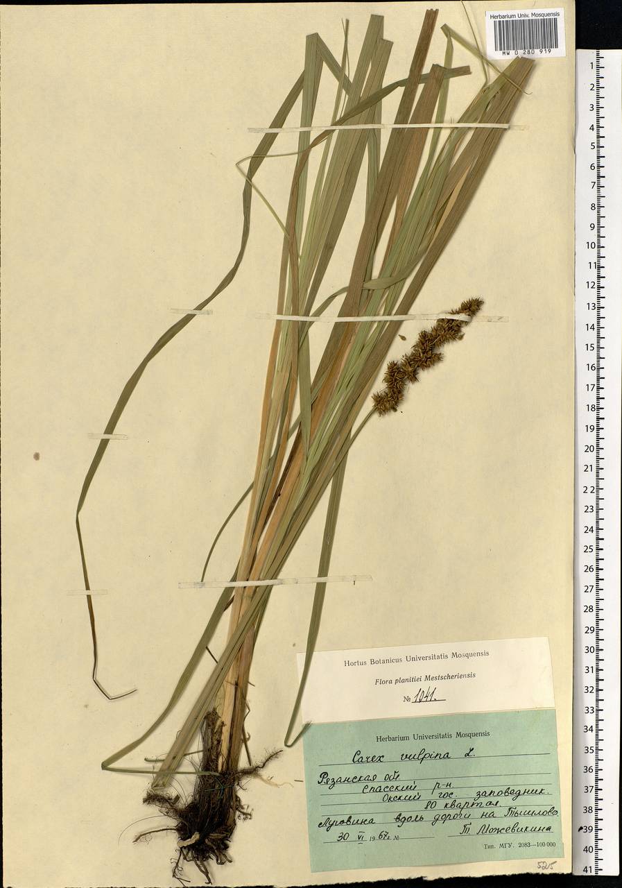 Carex vulpina L., Eastern Europe, Central region (E4) (Russia)