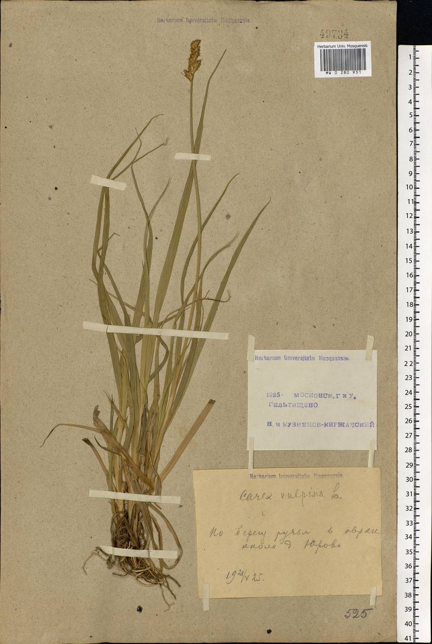 Carex vulpina L., Eastern Europe, Moscow region (E4a) (Russia)