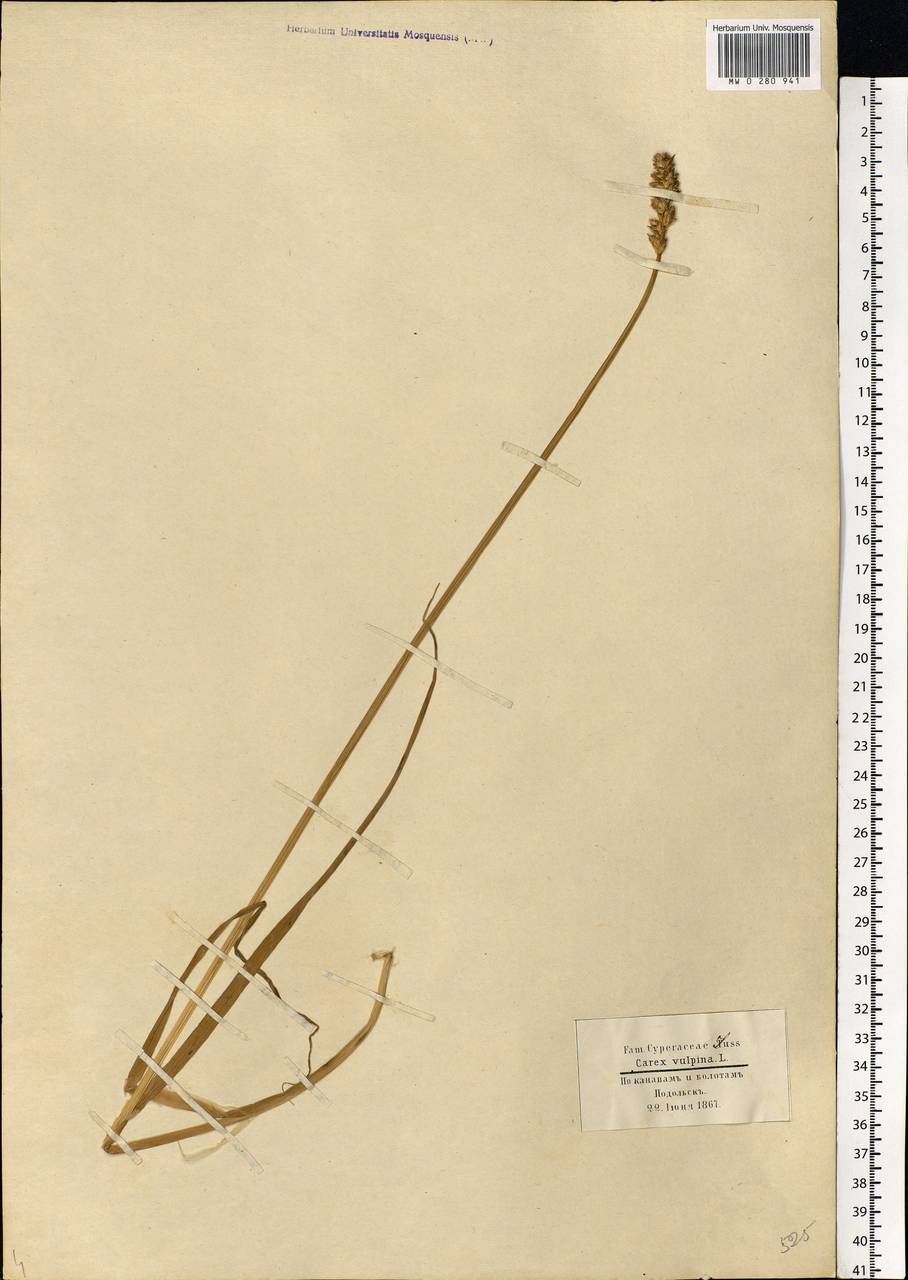 Carex vulpina L., Eastern Europe, Moscow region (E4a) (Russia)