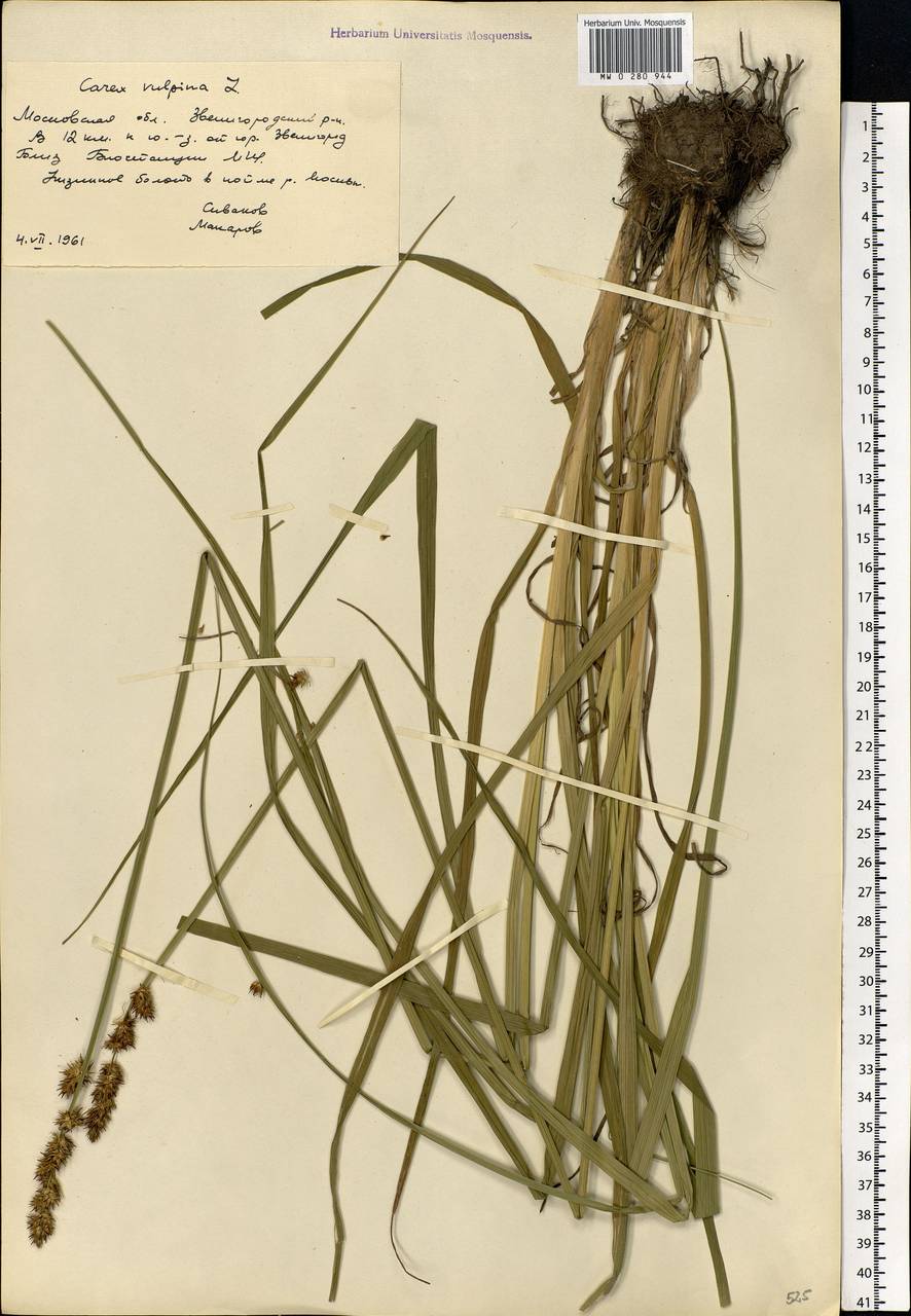 Carex vulpina L., Eastern Europe, Moscow region (E4a) (Russia)