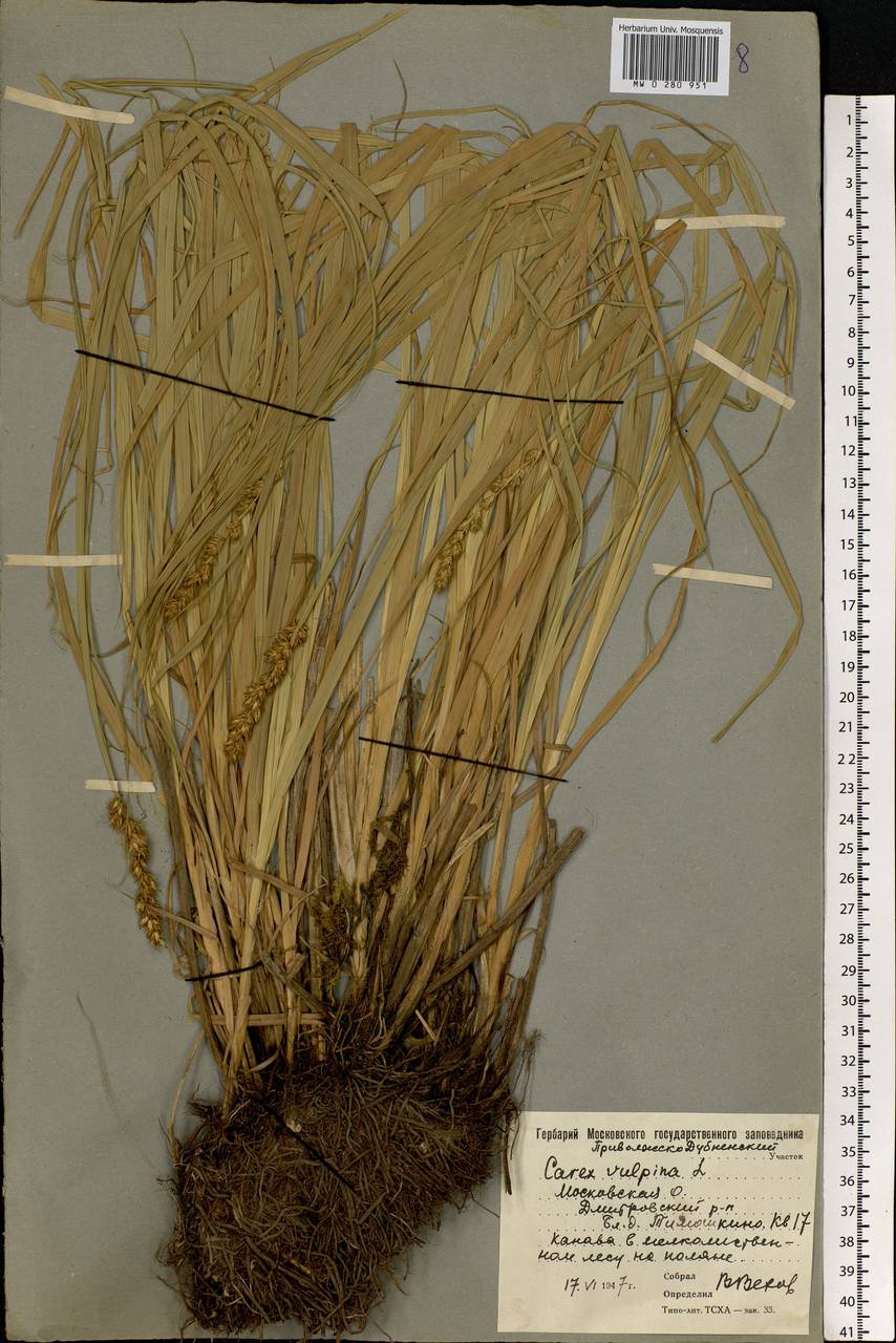 Carex vulpina L., Eastern Europe, Moscow region (E4a) (Russia)