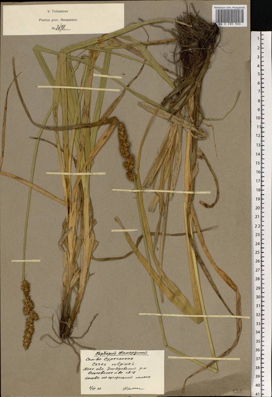 Carex vulpina L., Eastern Europe, Moscow region (E4a) (Russia)