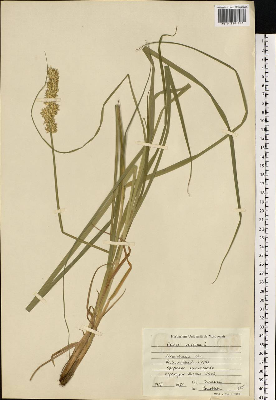 Carex vulpina L., Eastern Europe, Moscow region (E4a) (Russia)