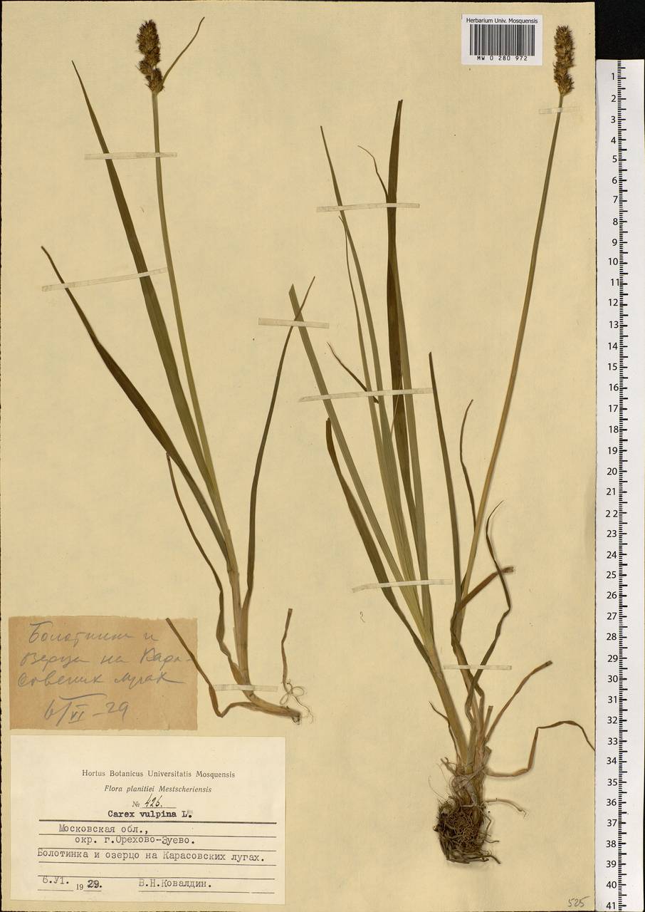 Carex vulpina L., Eastern Europe, Moscow region (E4a) (Russia)