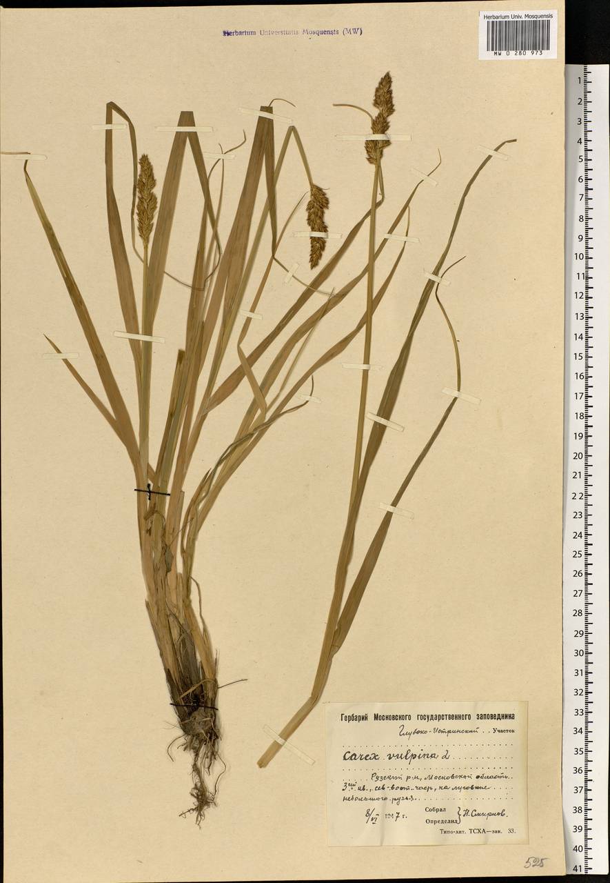 Carex vulpina L., Eastern Europe, Moscow region (E4a) (Russia)