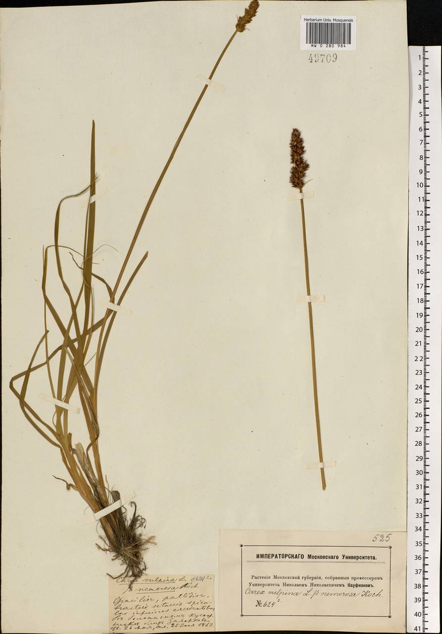 Carex vulpina L., Eastern Europe, Moscow region (E4a) (Russia)