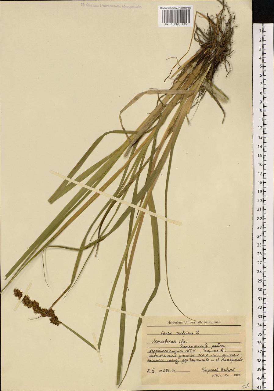 Carex vulpina L., Eastern Europe, Moscow region (E4a) (Russia)