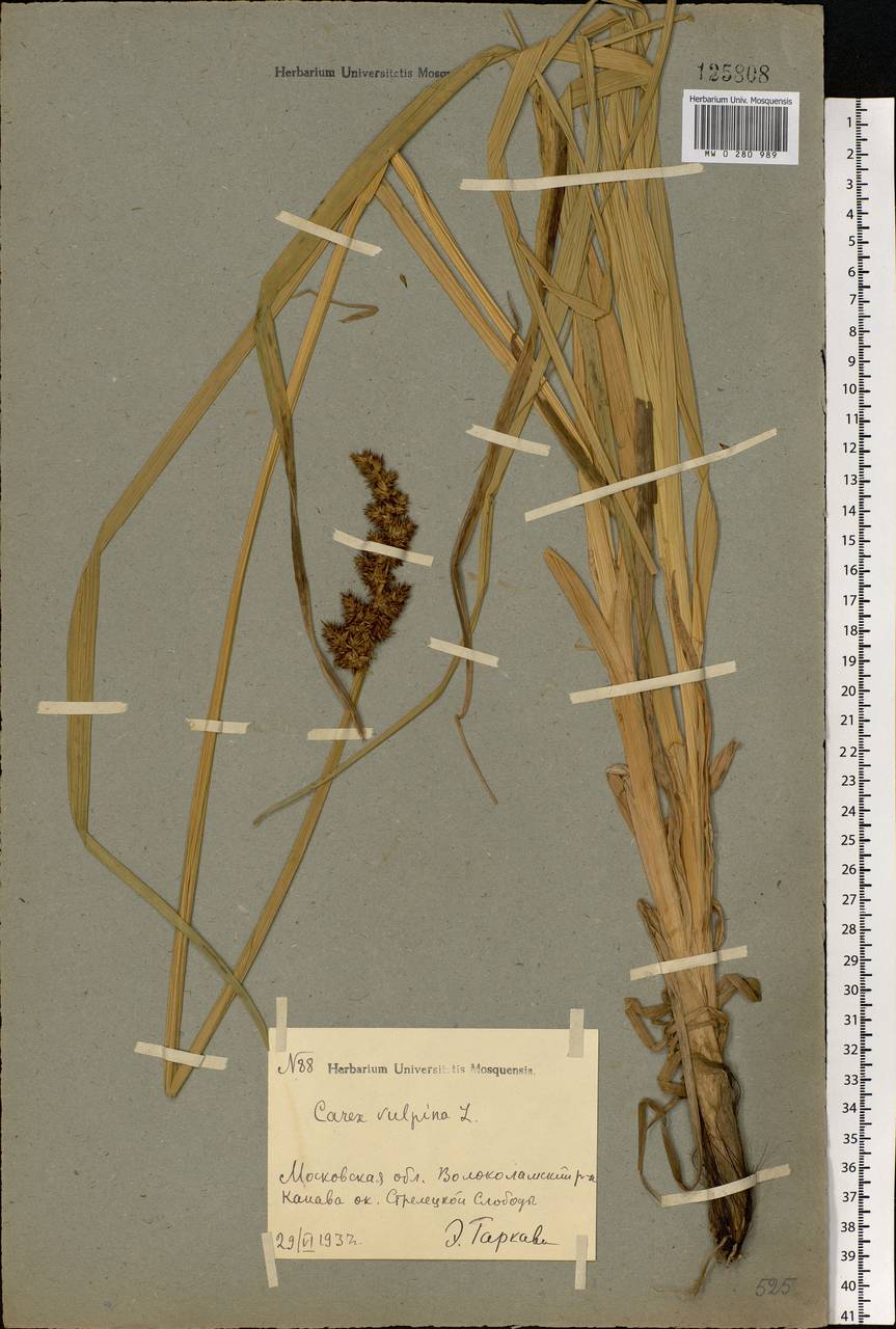 Carex vulpina L., Eastern Europe, Moscow region (E4a) (Russia)