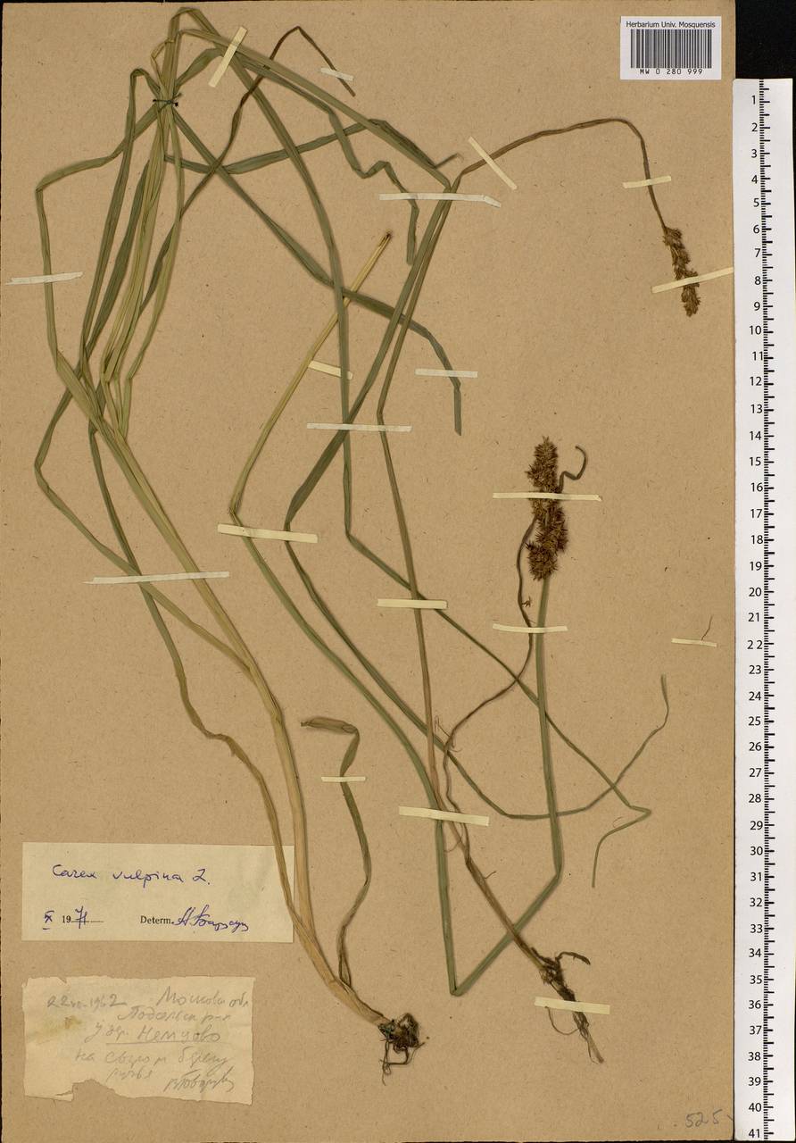 Carex vulpina L., Eastern Europe, Moscow region (E4a) (Russia)