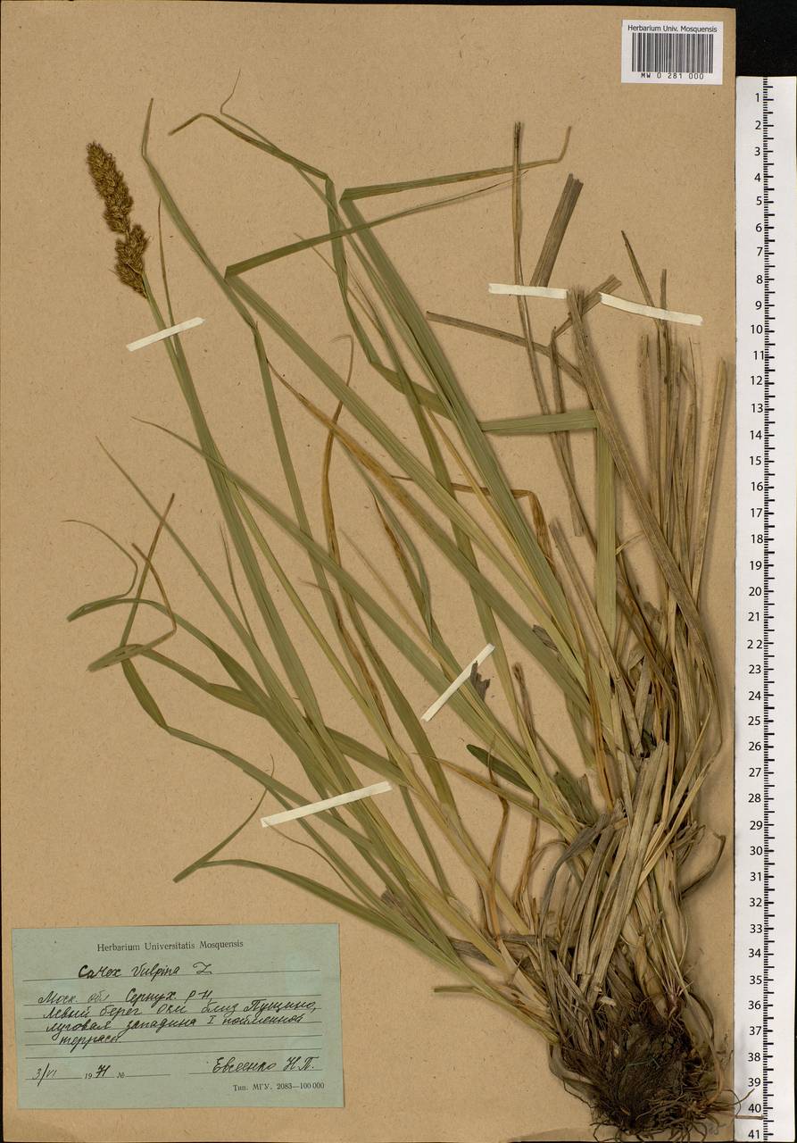 Carex vulpina L., Eastern Europe, Moscow region (E4a) (Russia)