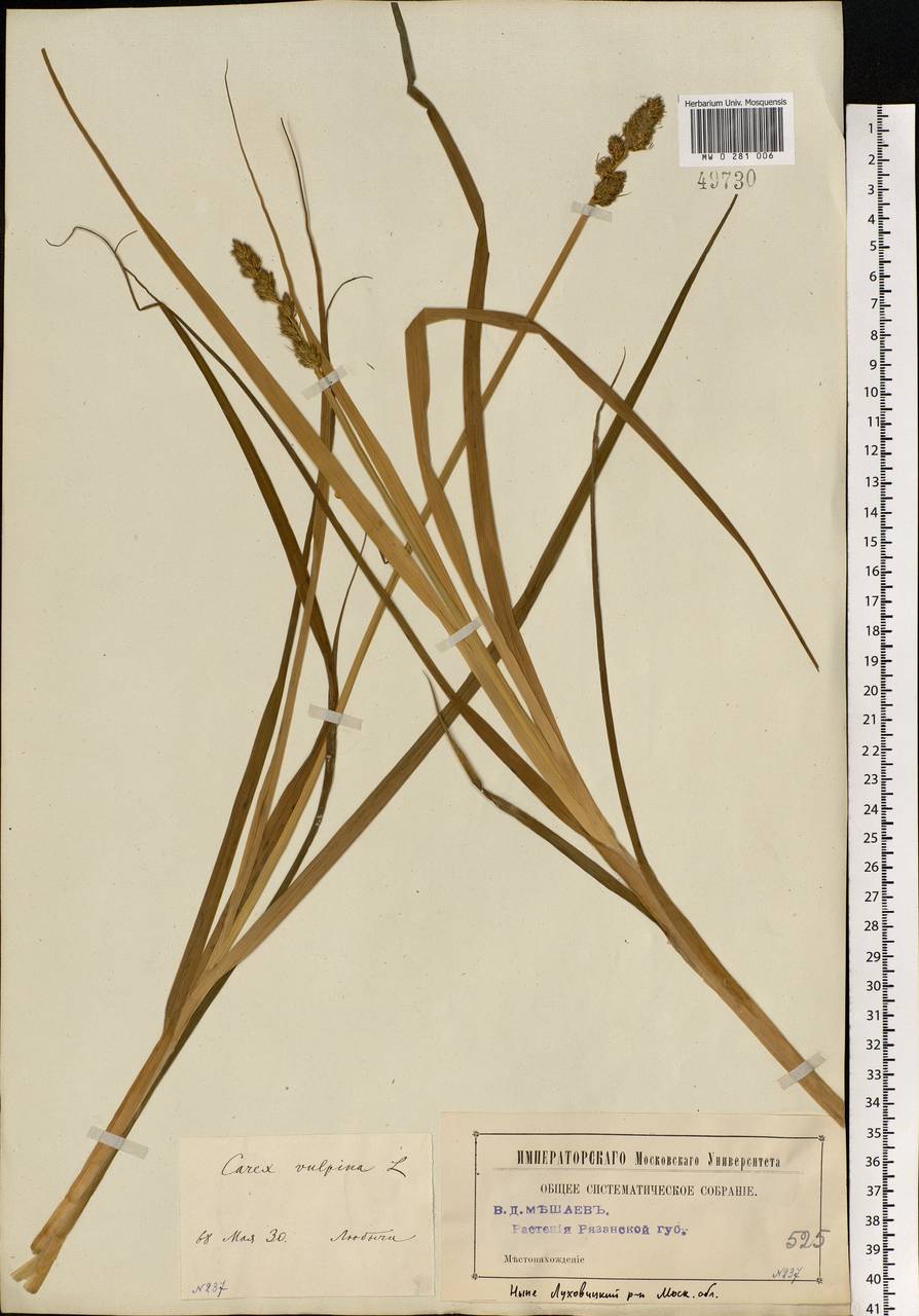 Carex vulpina L., Eastern Europe, Moscow region (E4a) (Russia)