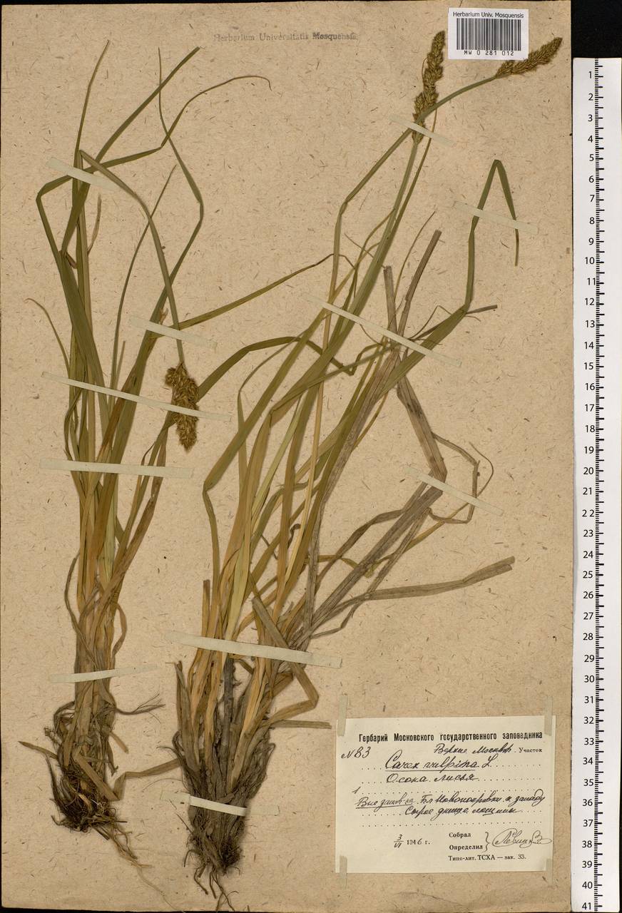 Carex vulpina L., Eastern Europe, Moscow region (E4a) (Russia)