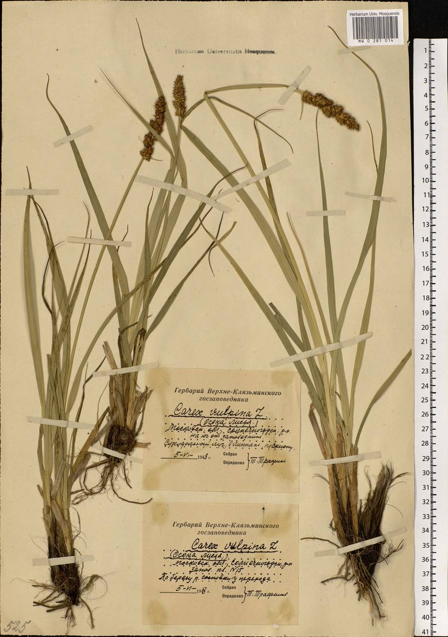 Carex vulpina L., Eastern Europe, Moscow region (E4a) (Russia)