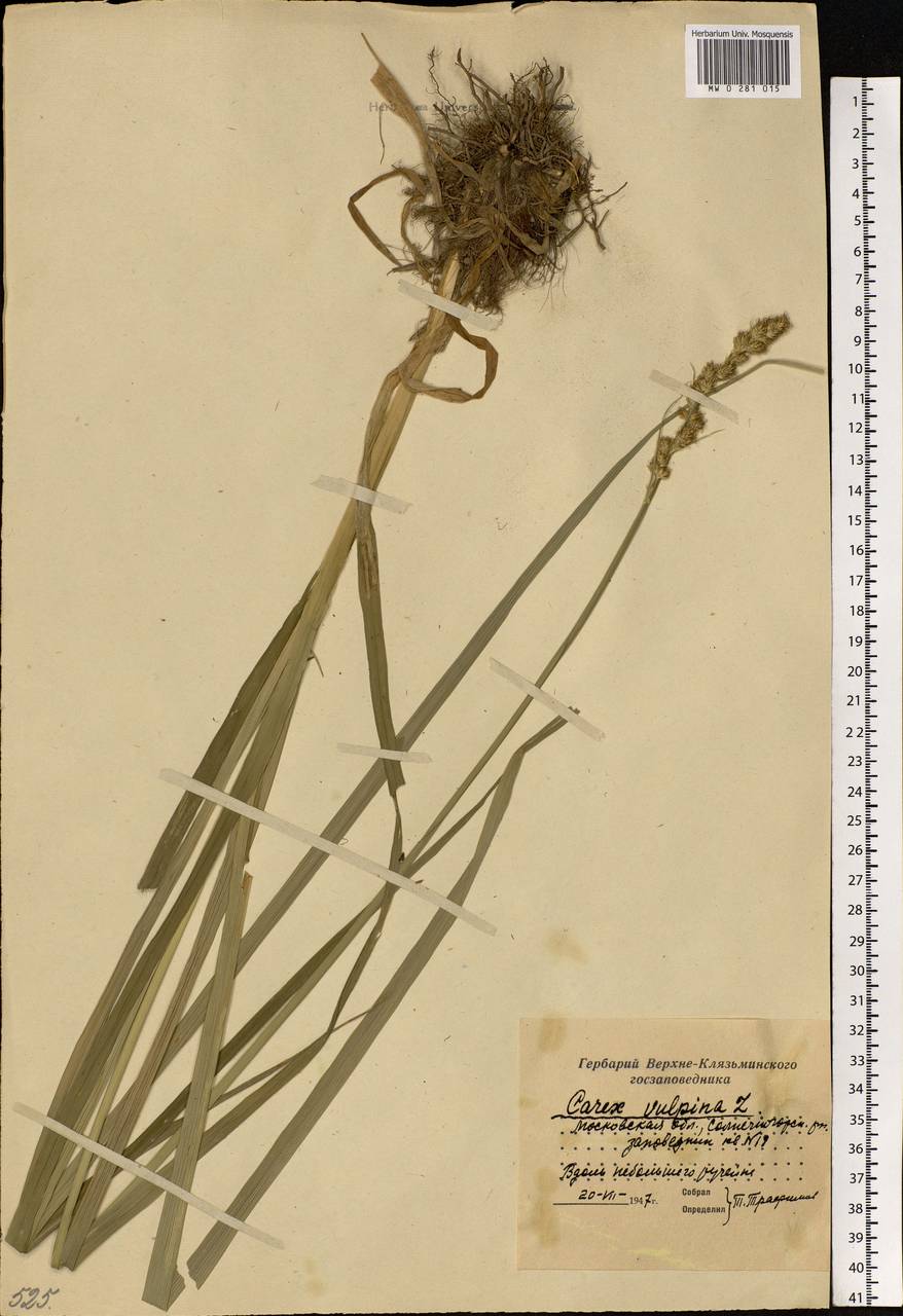 Carex vulpina L., Eastern Europe, Moscow region (E4a) (Russia)