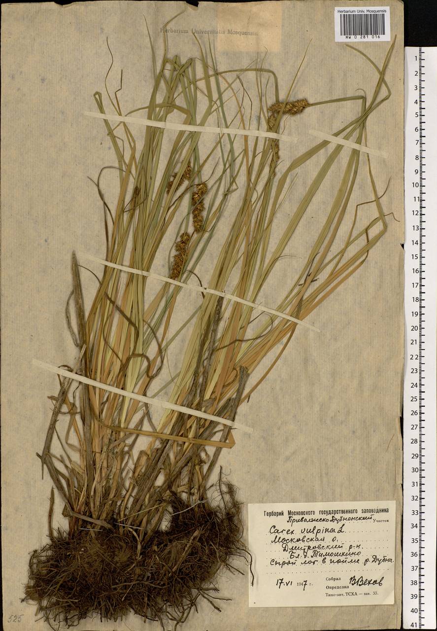 Carex vulpina L., Eastern Europe, Moscow region (E4a) (Russia)