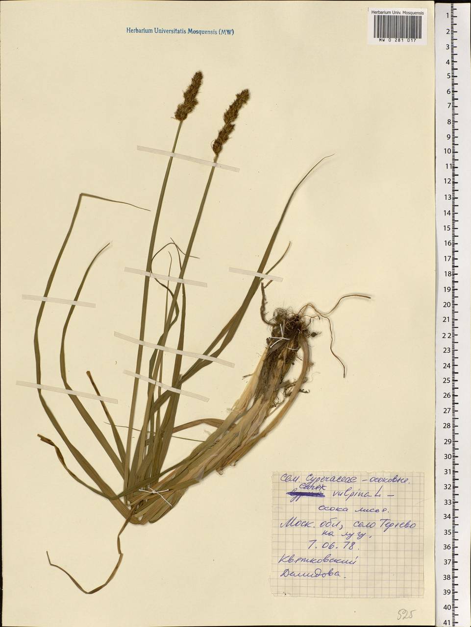 Carex vulpina L., Eastern Europe, Moscow region (E4a) (Russia)