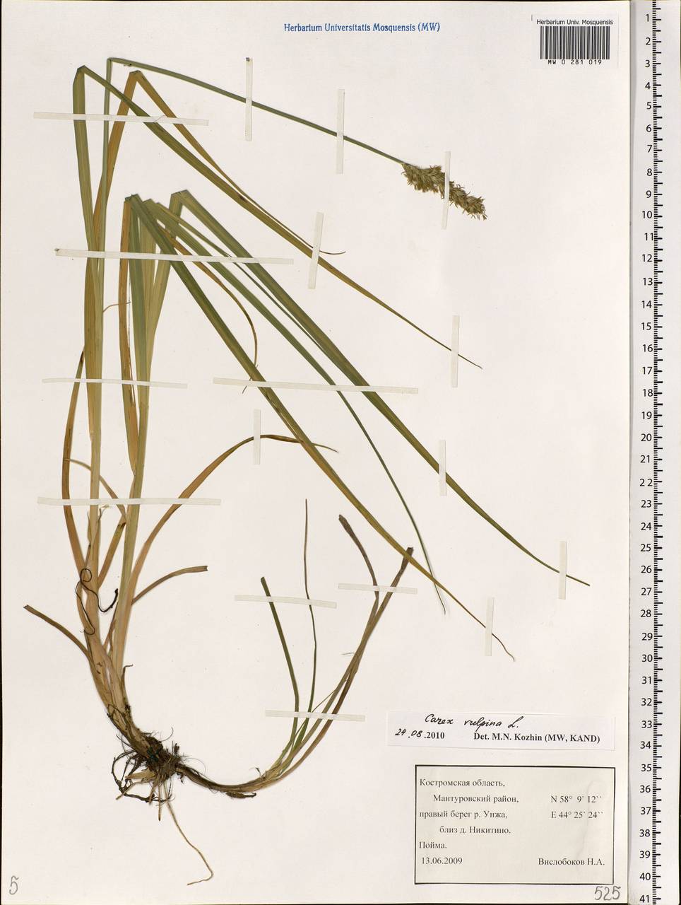 Carex vulpina L., Eastern Europe, Central forest region (E5) (Russia)