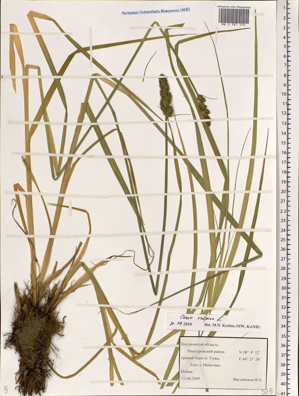 Carex vulpina L., Eastern Europe, Central forest region (E5) (Russia)