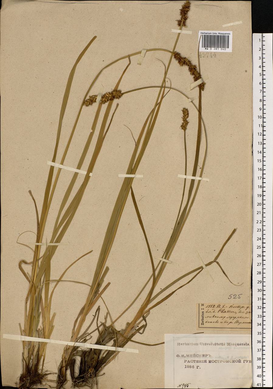 Carex vulpina L., Eastern Europe, Central forest region (E5) (Russia)