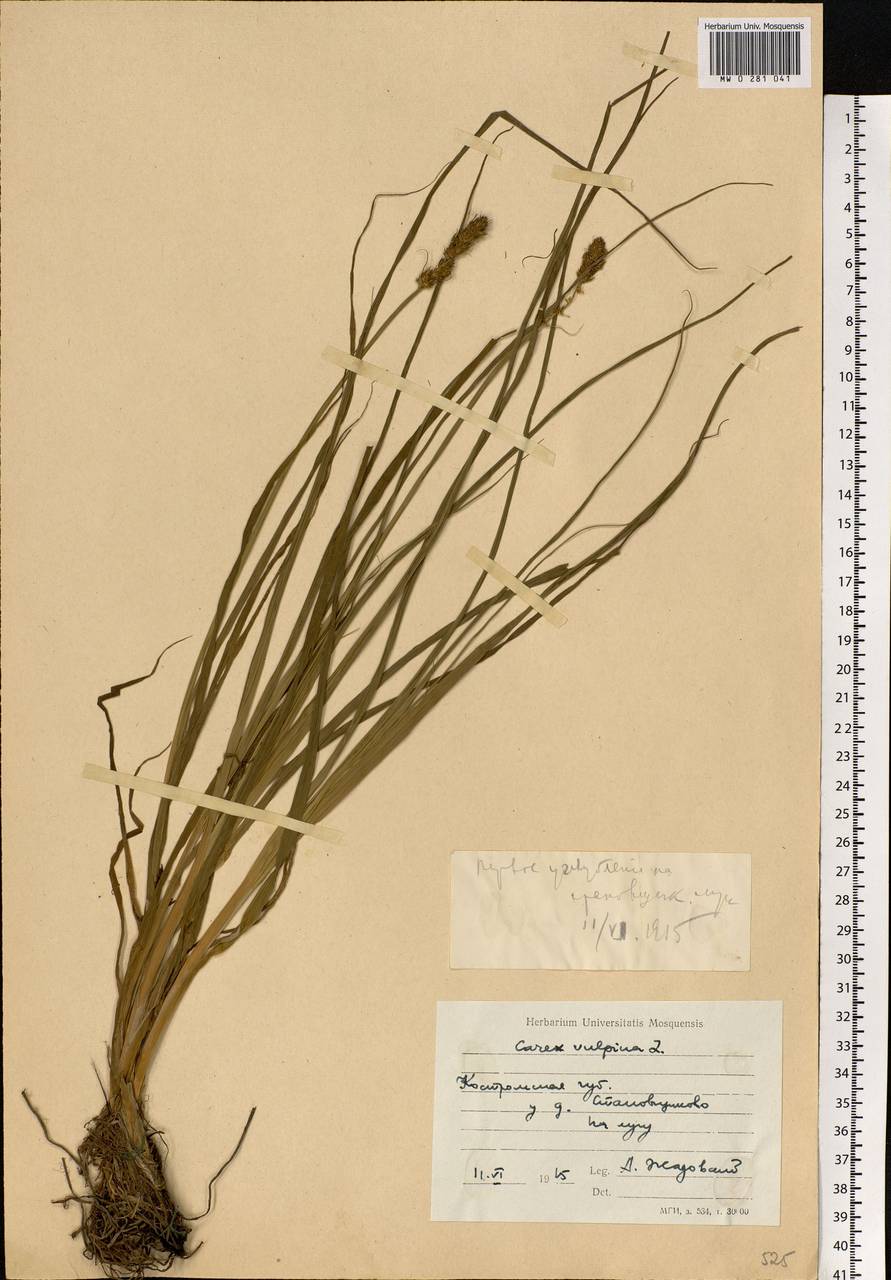 Carex vulpina L., Eastern Europe, Central forest region (E5) (Russia)