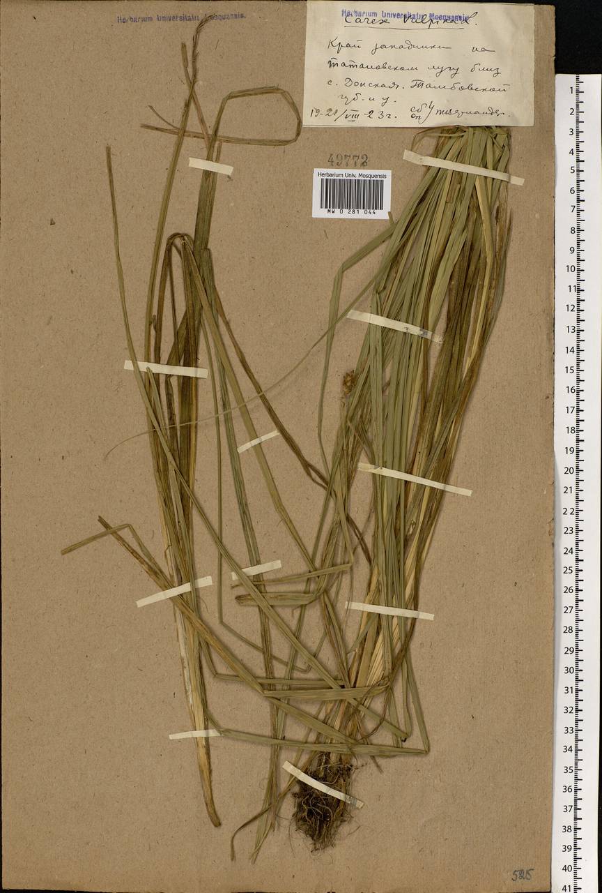 Carex vulpina L., Eastern Europe, Central forest-and-steppe region (E6) (Russia)