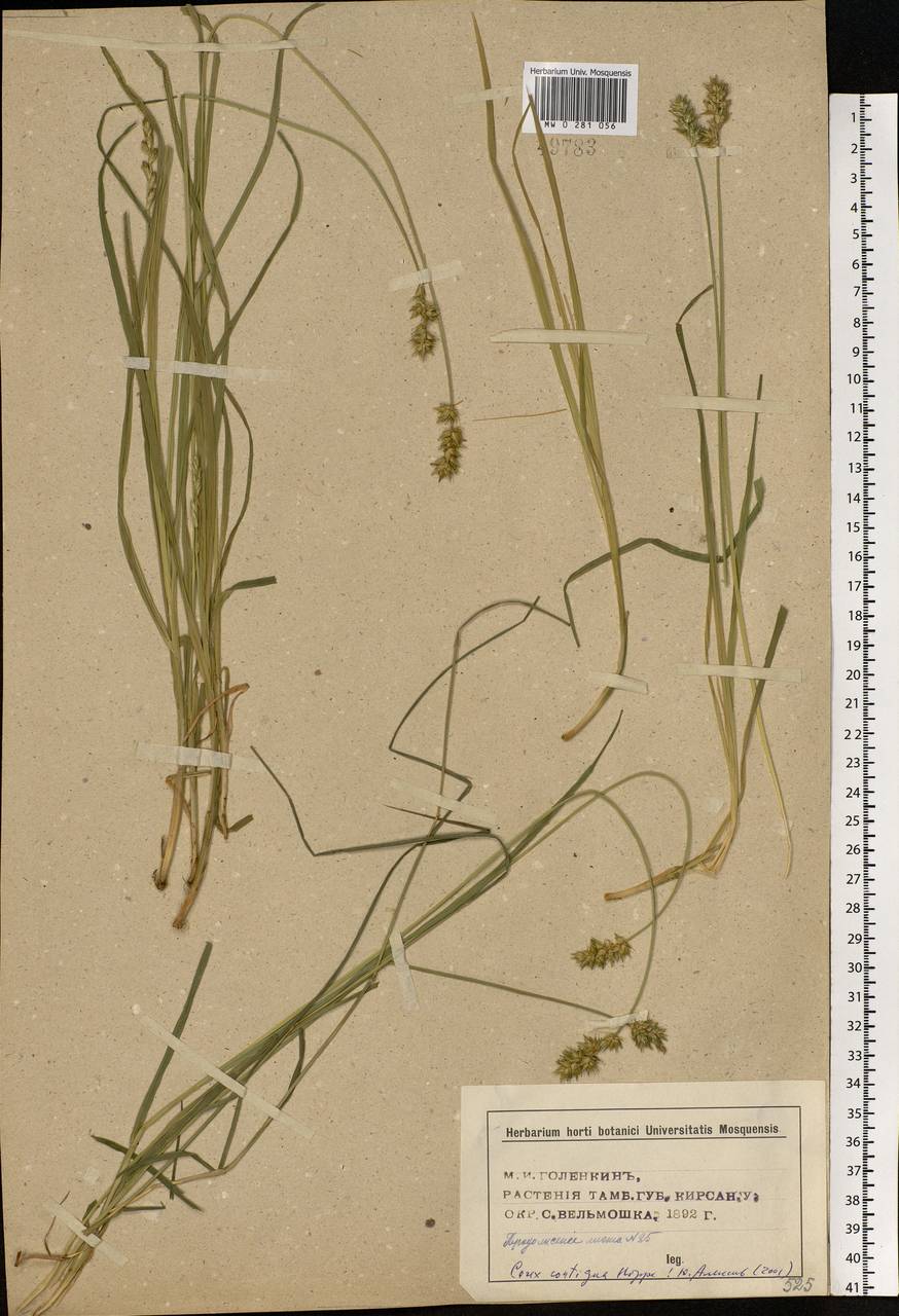 Carex vulpina L., Eastern Europe, Central forest-and-steppe region (E6) (Russia)