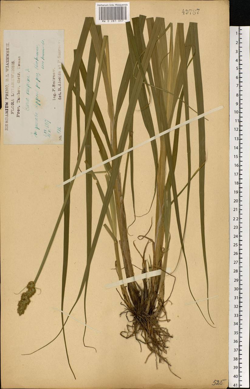 Carex vulpina L., Eastern Europe, Central forest-and-steppe region (E6) (Russia)