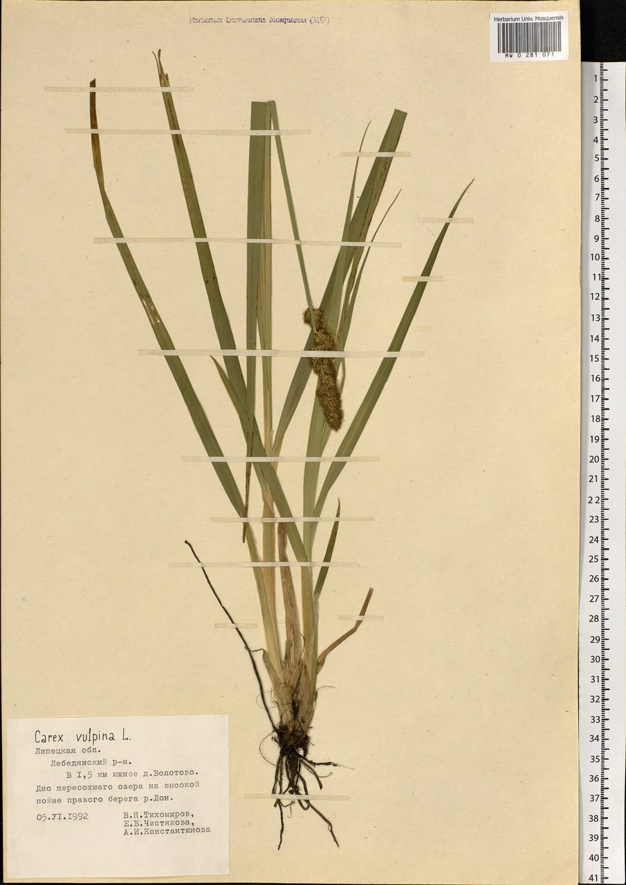 Carex vulpina L., Eastern Europe, Central forest-and-steppe region (E6) (Russia)