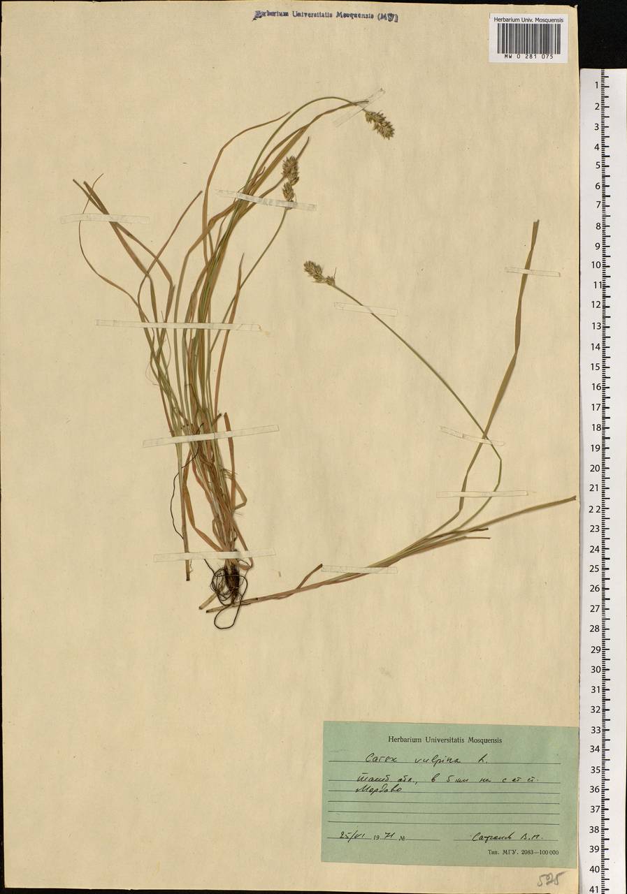 Carex vulpina L., Eastern Europe, Central forest-and-steppe region (E6) (Russia)