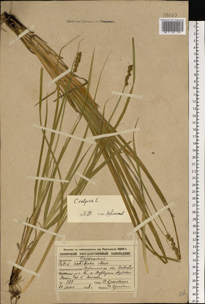 Carex vulpina L., Eastern Europe, Central forest-and-steppe region (E6) (Russia)