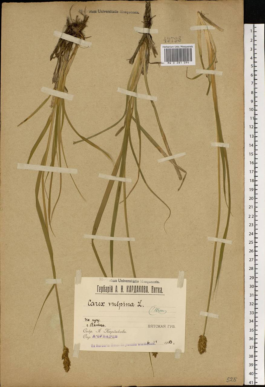 Carex vulpina L., Eastern Europe, Volga-Kama region (E7) (Russia)
