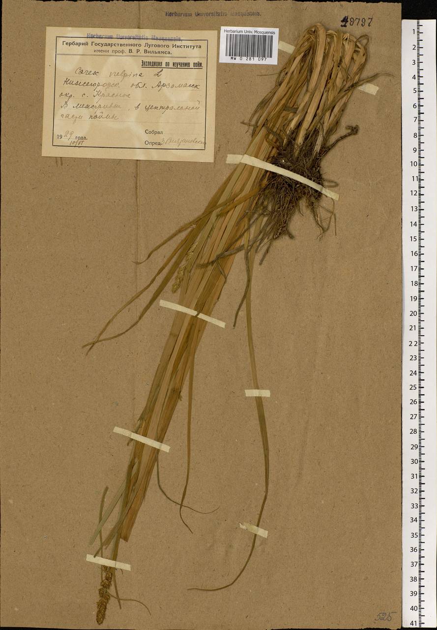 Carex vulpina L., Eastern Europe, Volga-Kama region (E7) (Russia)