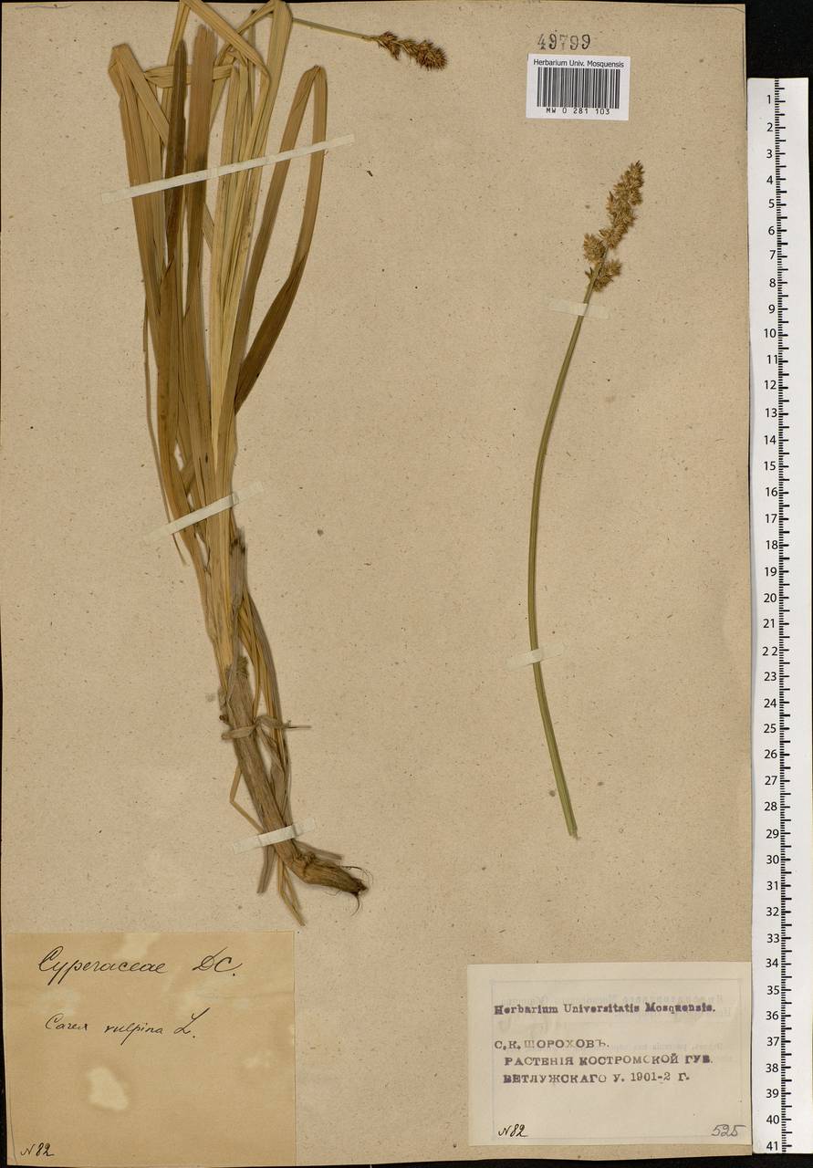 Carex vulpina L., Eastern Europe, Volga-Kama region (E7) (Russia)