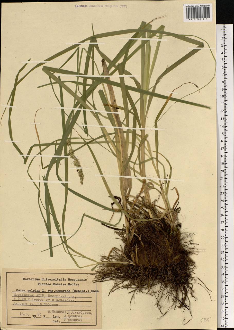 Carex vulpina L., Eastern Europe, Middle Volga region (E8) (Russia)