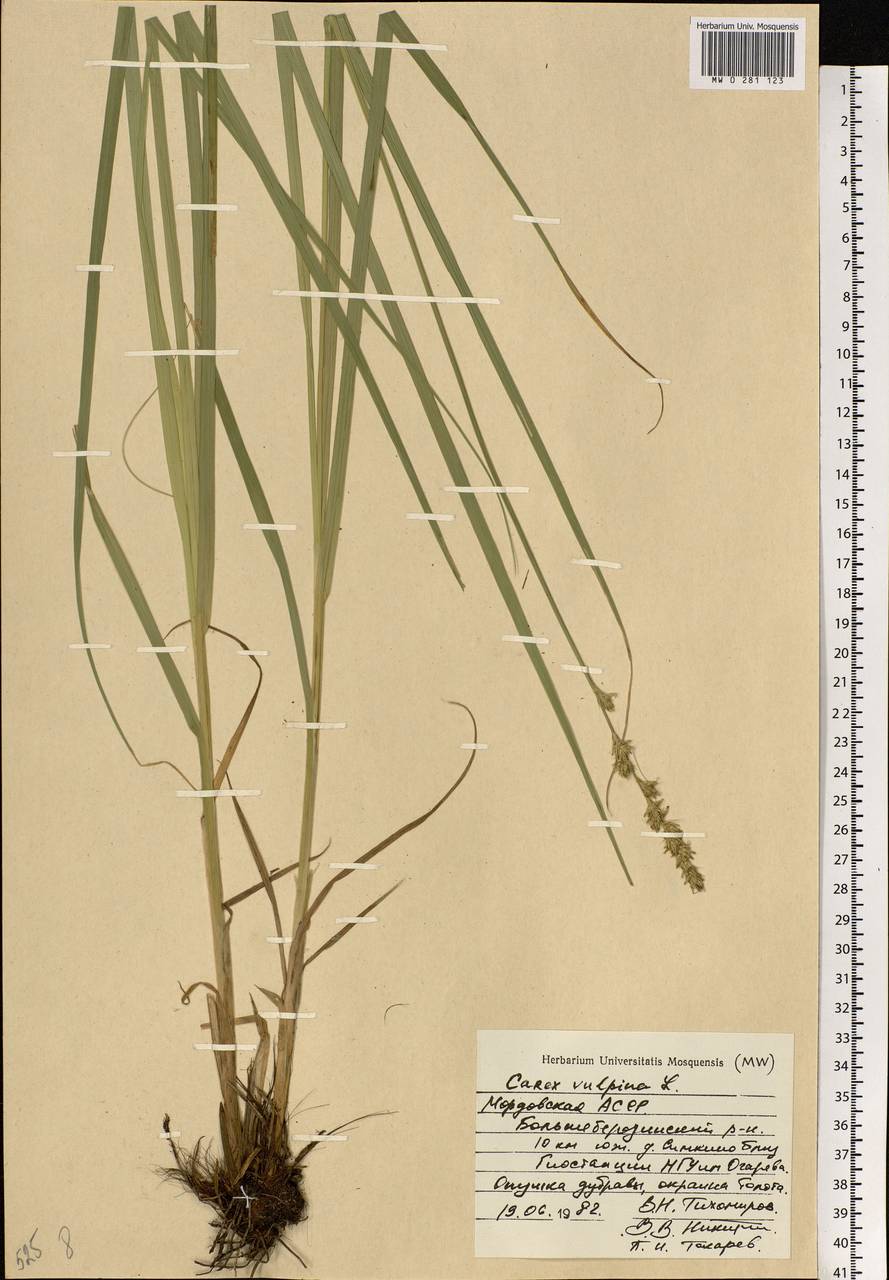 Carex vulpina L., Eastern Europe, Middle Volga region (E8) (Russia)
