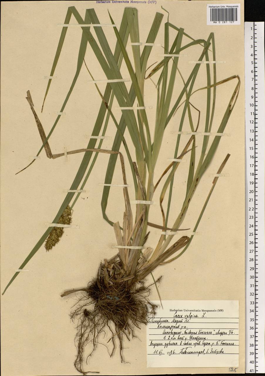 Carex vulpina L., Eastern Europe, Middle Volga region (E8) (Russia)