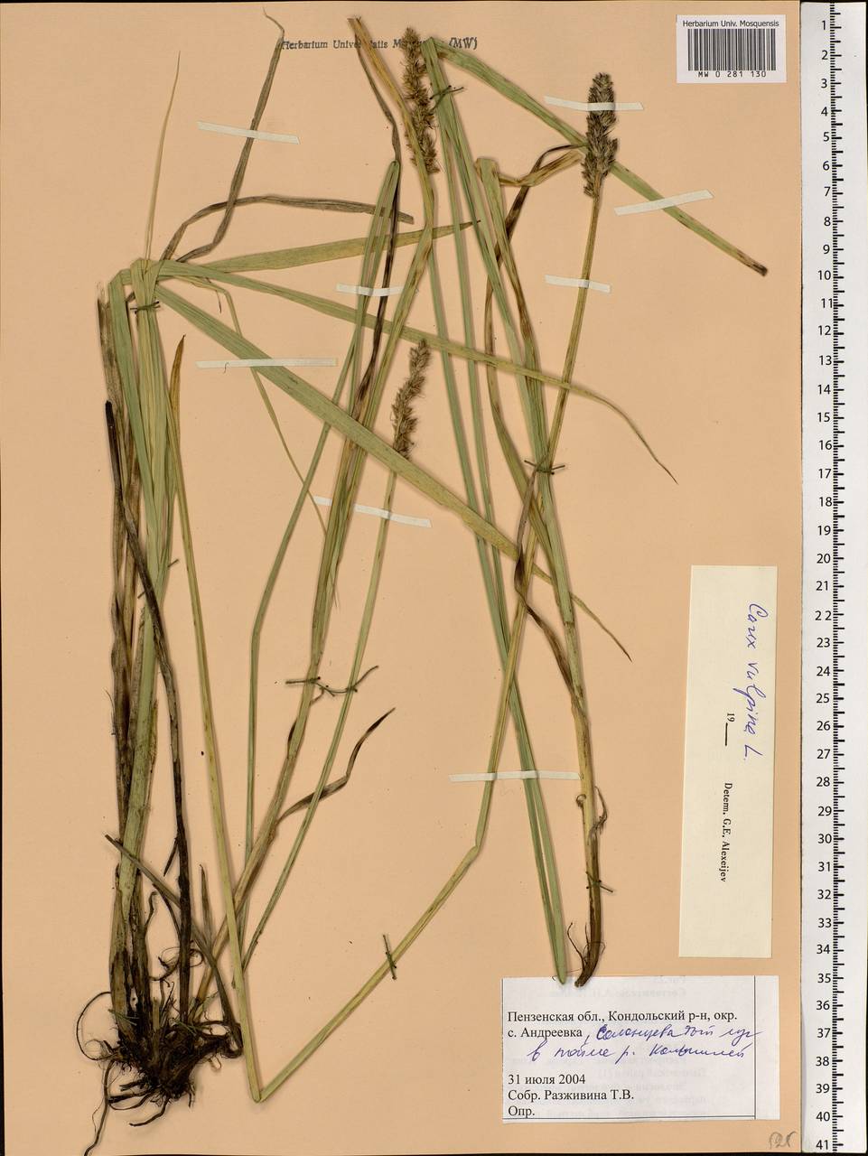 Carex vulpina L., Eastern Europe, Middle Volga region (E8) (Russia)