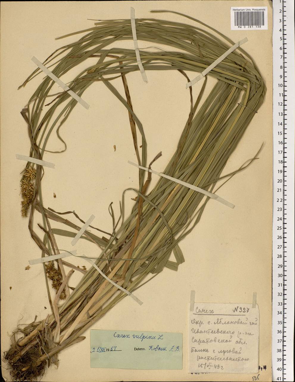 Carex vulpina L., Eastern Europe, Lower Volga region (E9) (Russia)