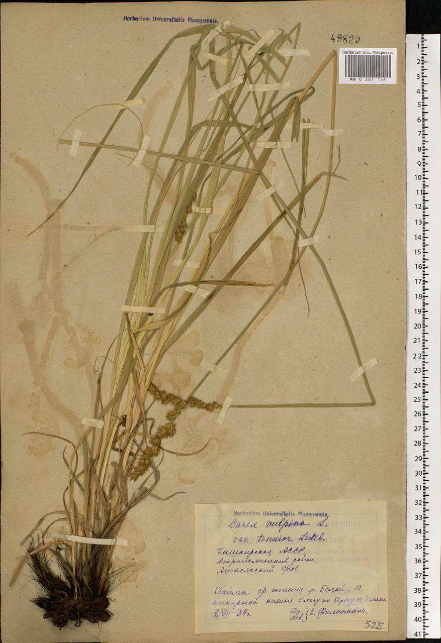 Carex vulpina L., Eastern Europe, Eastern region (E10) (Russia)