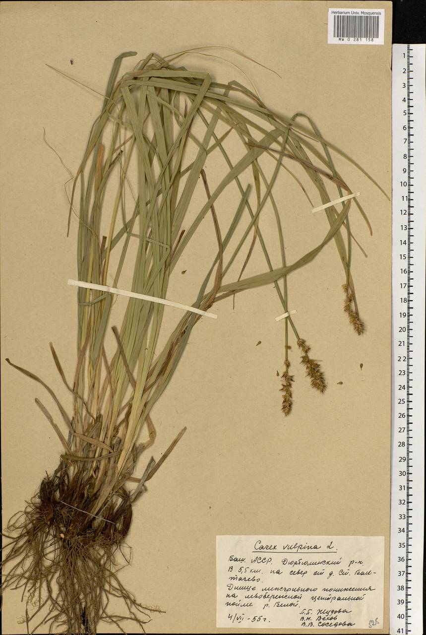 Carex vulpina L., Eastern Europe, Eastern region (E10) (Russia)