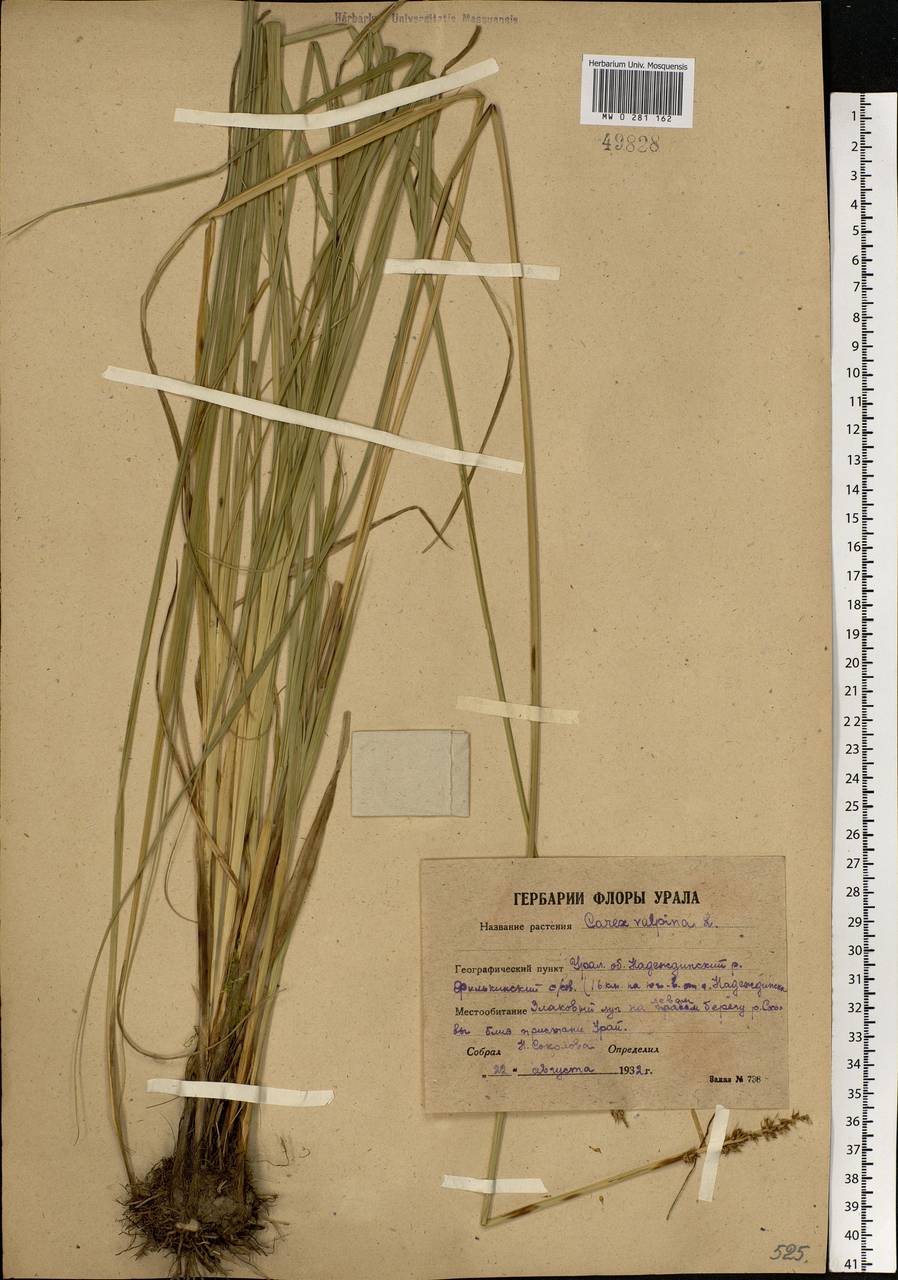 Carex vulpina L., Eastern Europe, Eastern region (E10) (Russia)