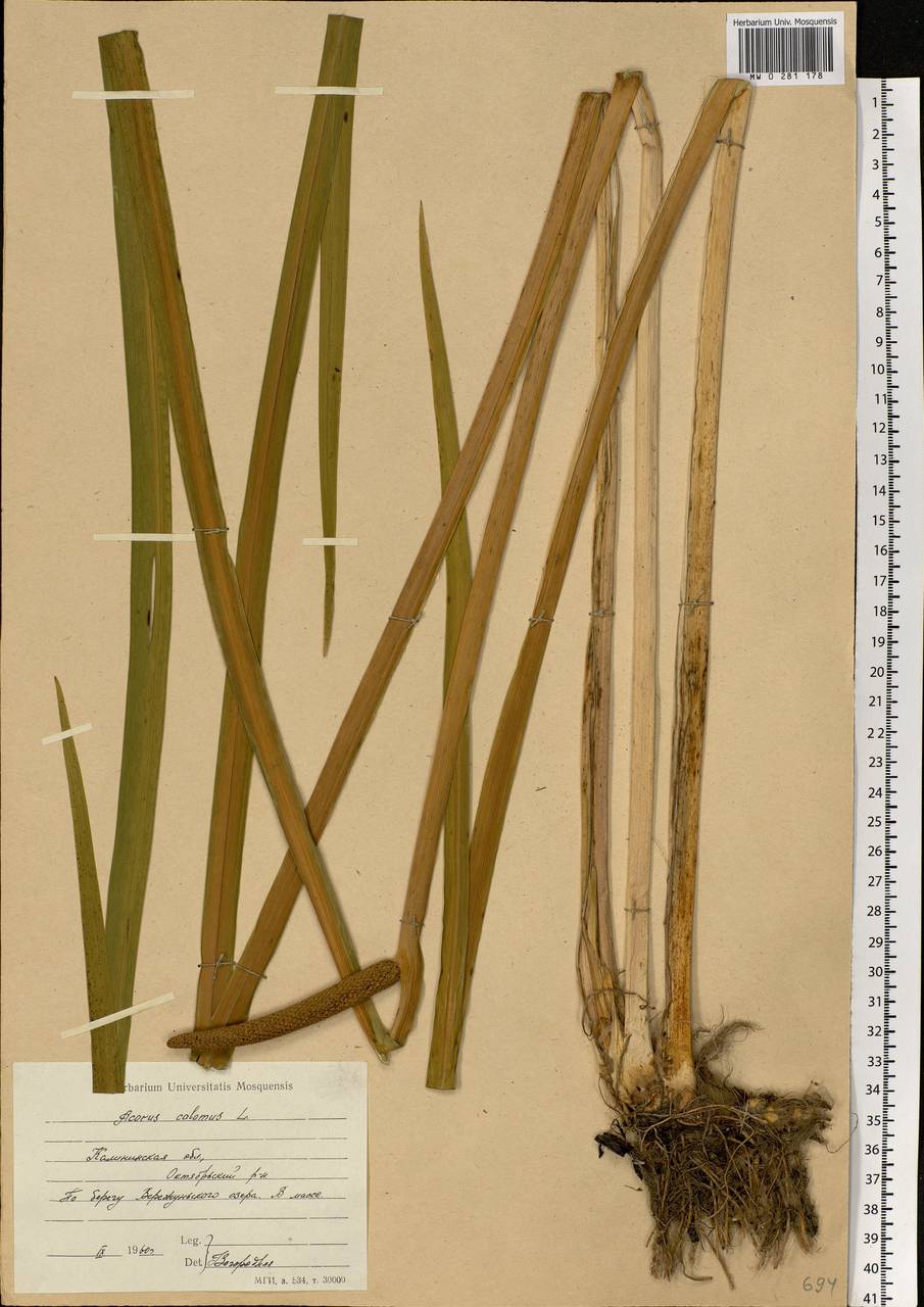 Acorus calamus L., Eastern Europe, North-Western region (E2) (Russia)