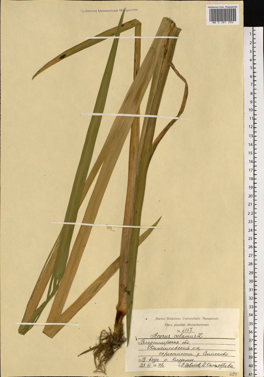 Acorus calamus L., Eastern Europe, Central region (E4) (Russia)