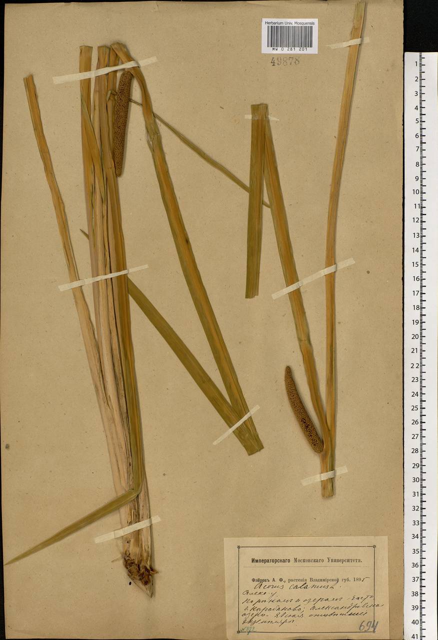 Acorus calamus L., Eastern Europe, Central region (E4) (Russia)