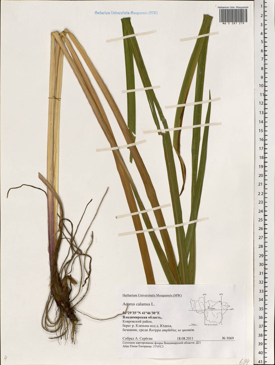 Acorus calamus L., Eastern Europe, Central region (E4) (Russia)