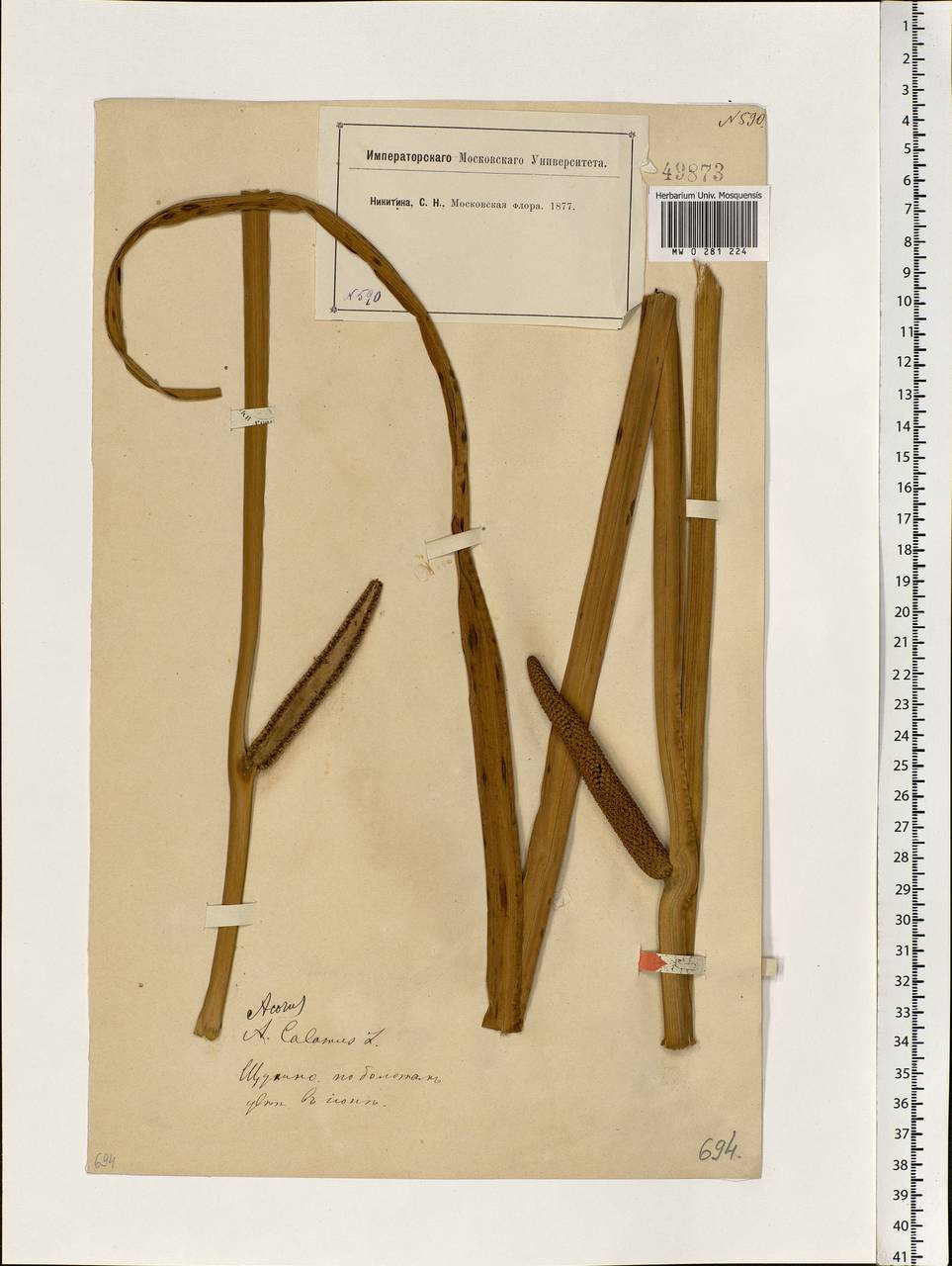 Acorus calamus L., Eastern Europe, Moscow region (E4a) (Russia)