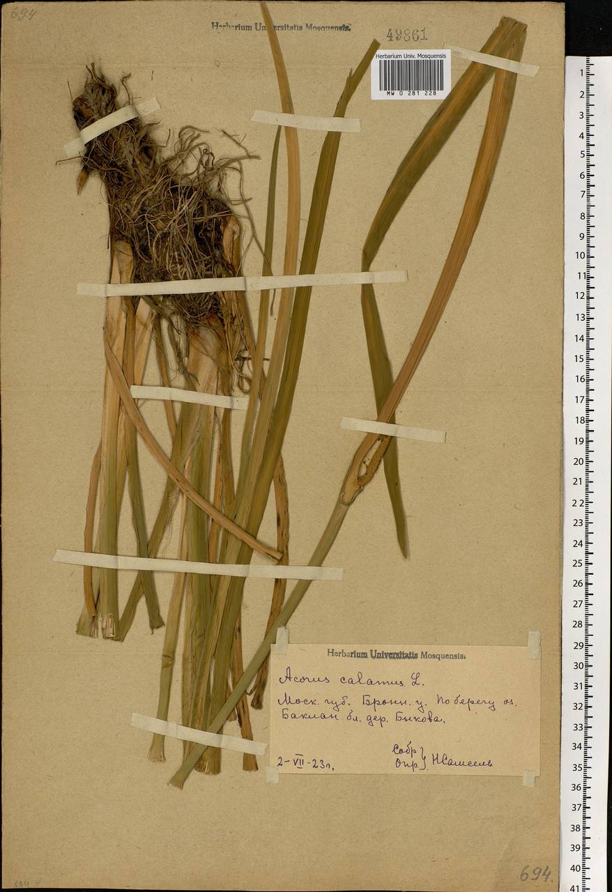 Acorus calamus L., Eastern Europe, Moscow region (E4a) (Russia)