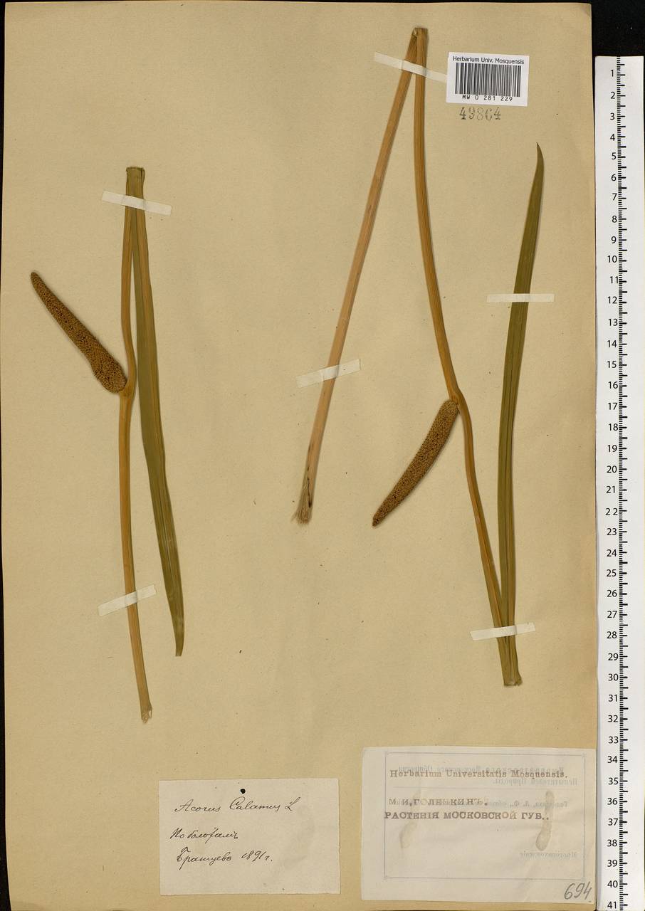 Acorus calamus L., Eastern Europe, Moscow region (E4a) (Russia)